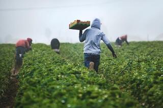  Agricultural workers picking strawberries in a field
