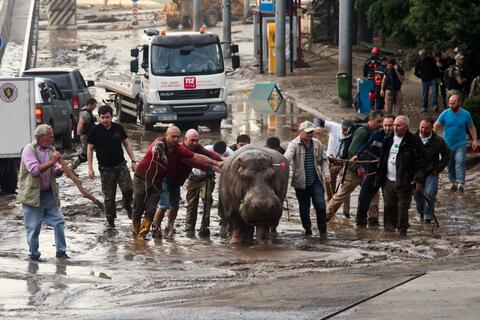 A group of fifteen people help a hippopotamus that has been shot with a tranquilizer dart after it escaped from a flooded zoo in Tbilisi, Georgia.